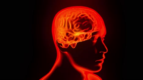Gehirnhologramm-Mit-Rotierender-Kopfschleife-4k